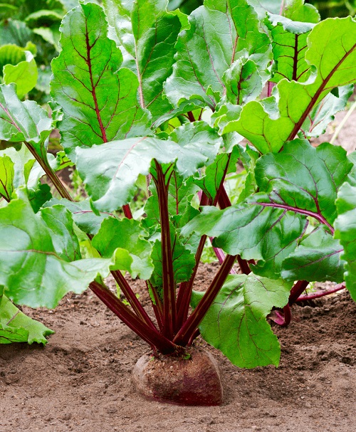Vegetables Name in Hindi