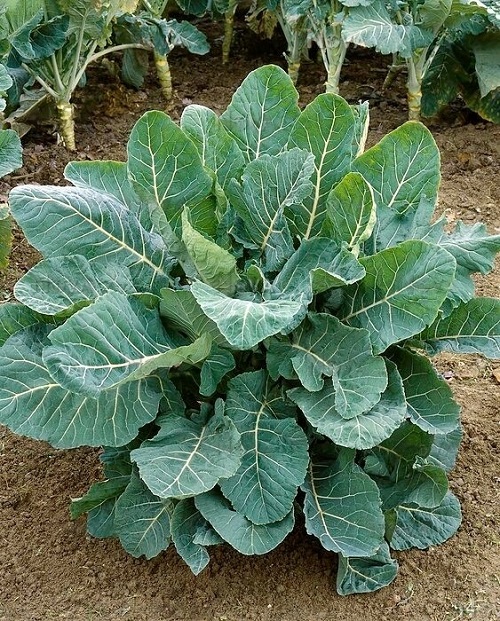 Collard Greens in India 2