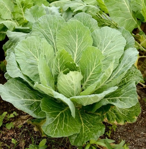 Collard Greens in India
