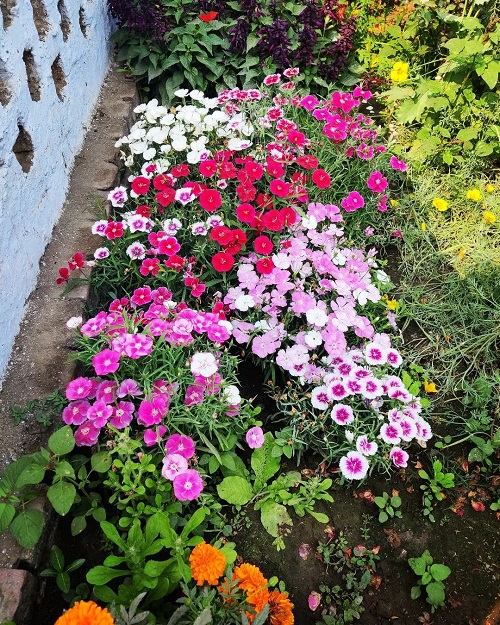 Flowers Name in Hindi 4