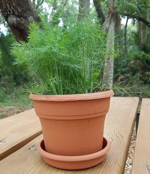 Vegetables Name in Hindi