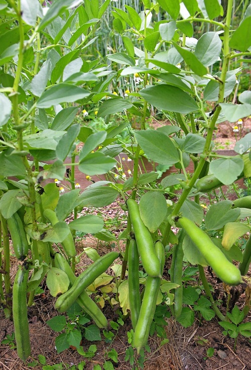 Vegetables Name in Hindi