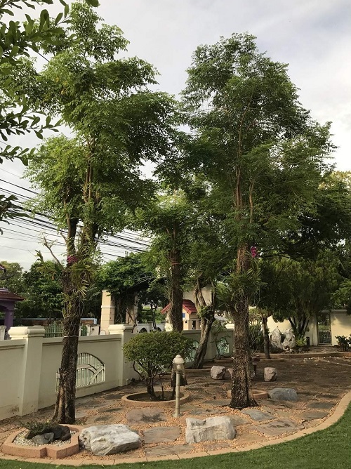 Fast Growing Trees in India 18