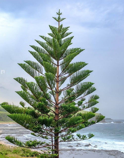 Fast Growing Trees in India 9