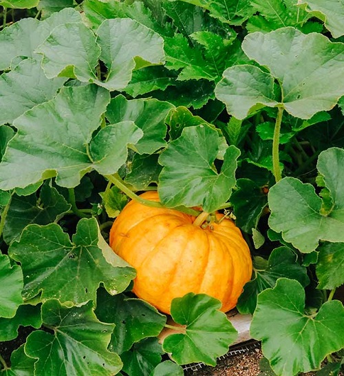 Vegetables Name in Hindi