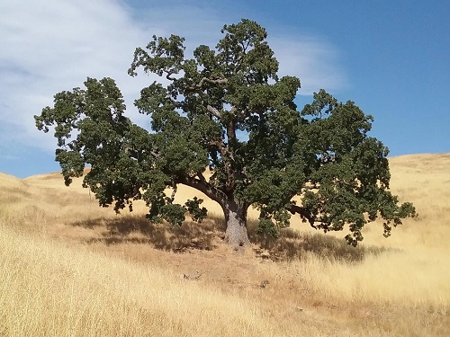 Fast Growing Trees in India 11