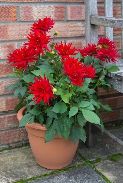 Red Dahlia Flowers