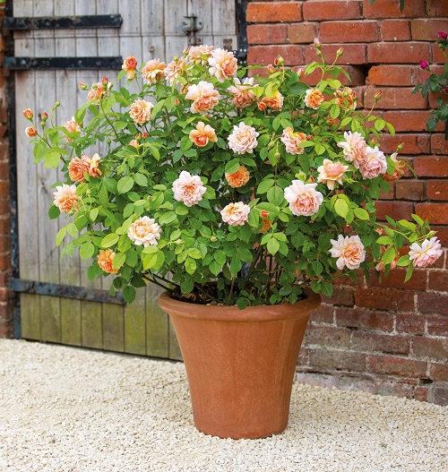 Holi Color Flowers 3