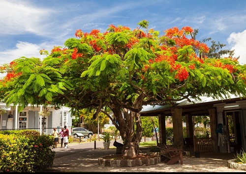 Fast Growing Trees in India 4