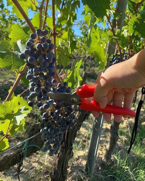 Best Grapes Season in India 2