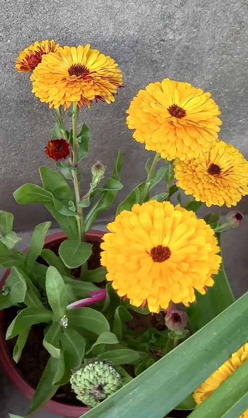 Best Calendula Flower Season in India