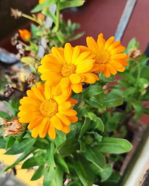 Best Calendula Flower Season in India 2
