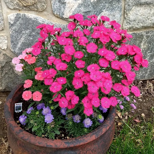 Best Dianthus Flower Season in India 2