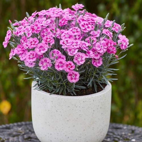 Best Dianthus Flower Season in India