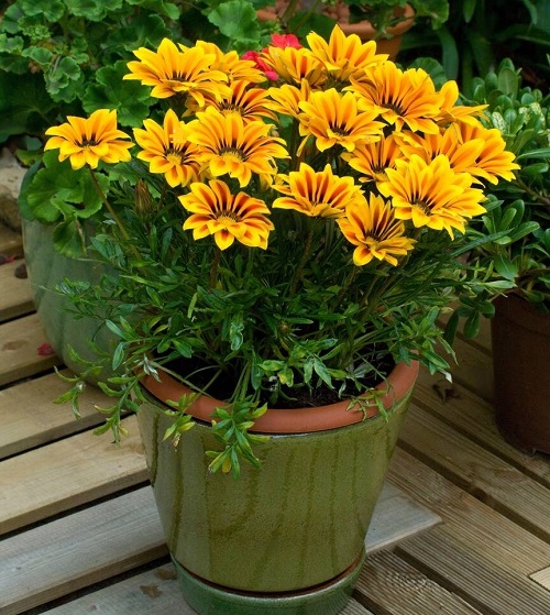 Best Gazania Flower Season in India