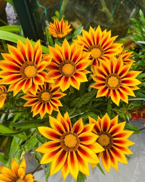 Best Gazania Flower Season in India 2
