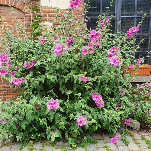 Best Hollyhock Flower Season in India 2