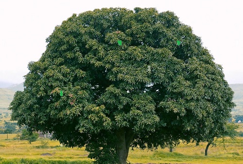 Fast Growing Trees in India 5