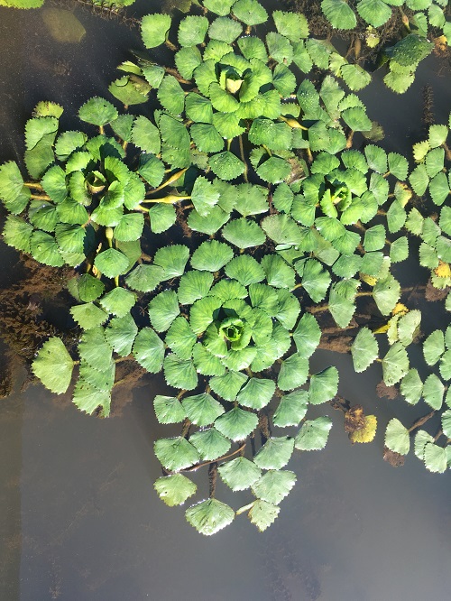 Vegetables Name in Hindi