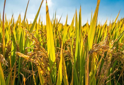 Brown Colour Vegetables 8