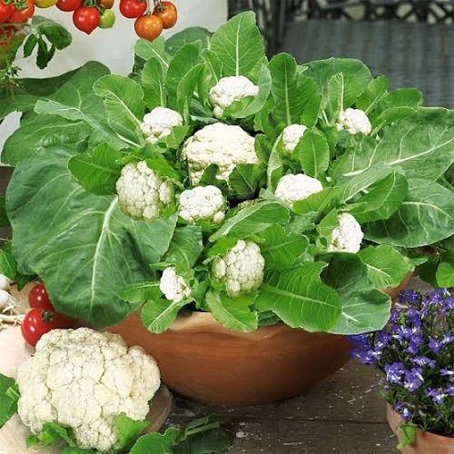 White Color Vegetables