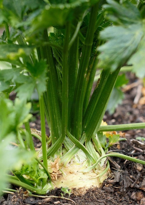 White Color Vegetables 99