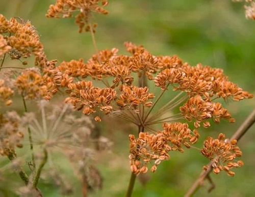 Brown Colour Vegetables 39