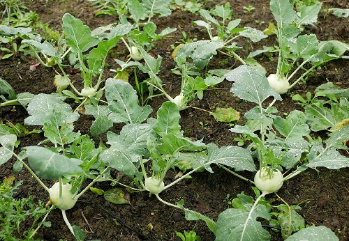White Color Vegetables 88