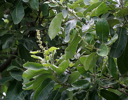 Semecarpus Anacardium 2