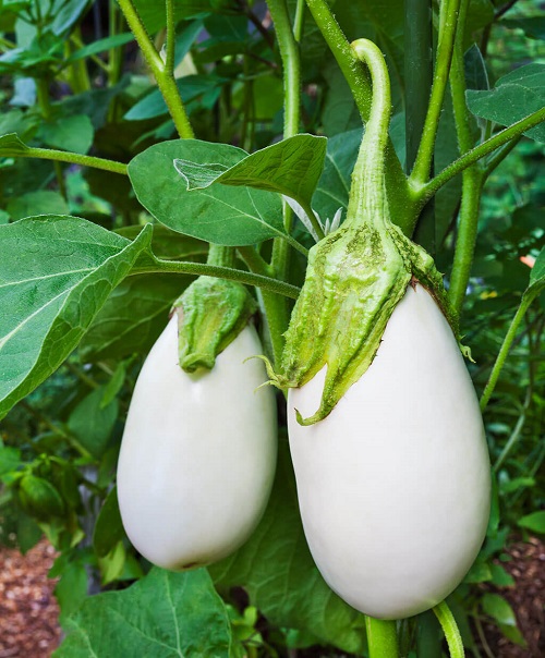 White Color Vegetables 41