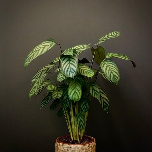 Never Never Plant 11