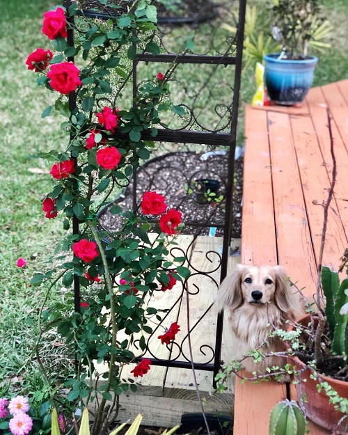 Climbing Rose Plant 15