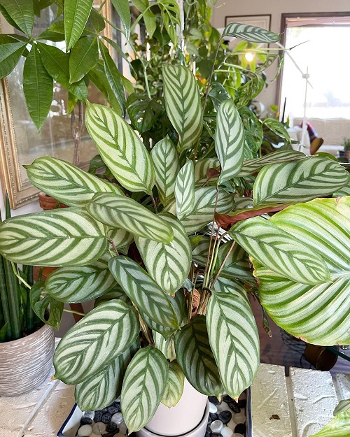 Never Never Plant 10