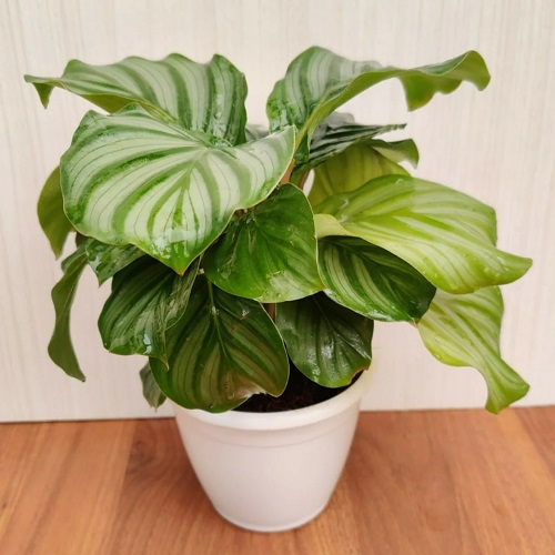Calathea in pot