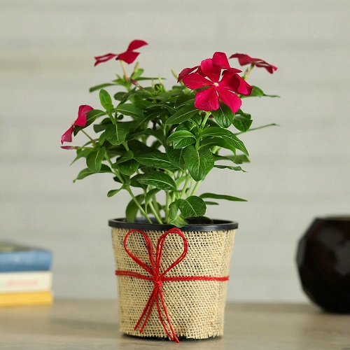 Sadabahar Plant Benefits