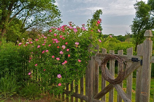 Climbing Rose Plant 2