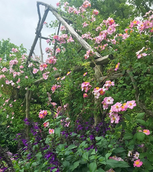 Climbing Rose Plant