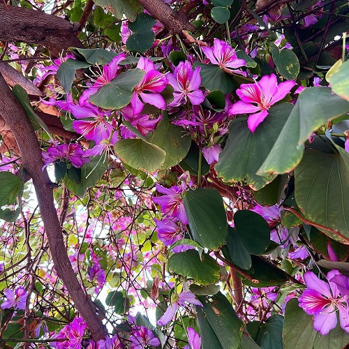 Bauhinia Variegata 4
