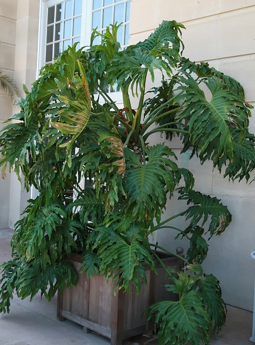 Positive Indoor Plants