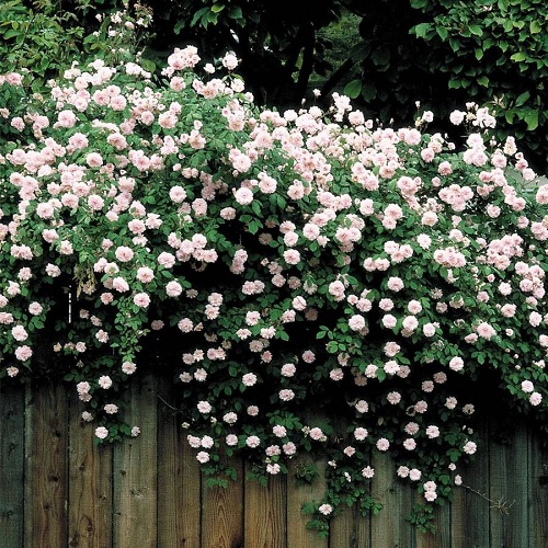 Climbing Rose Plant 30