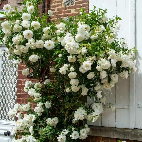 Climbing Rose Plant 14