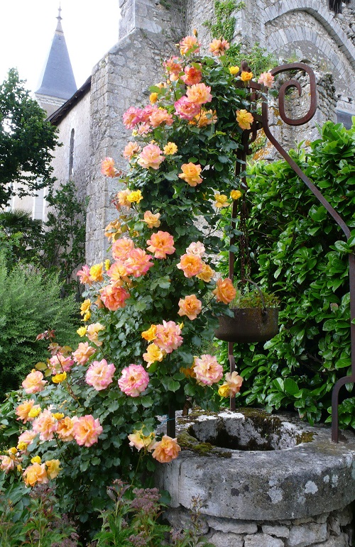 Climbing Rose Plant 19