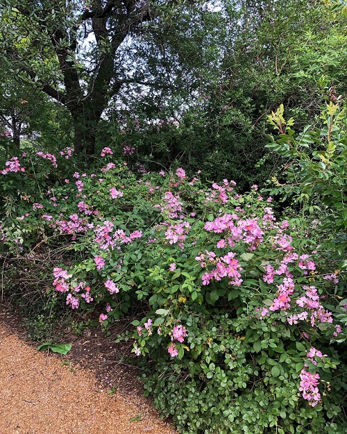 Climbing Rose Plant 10