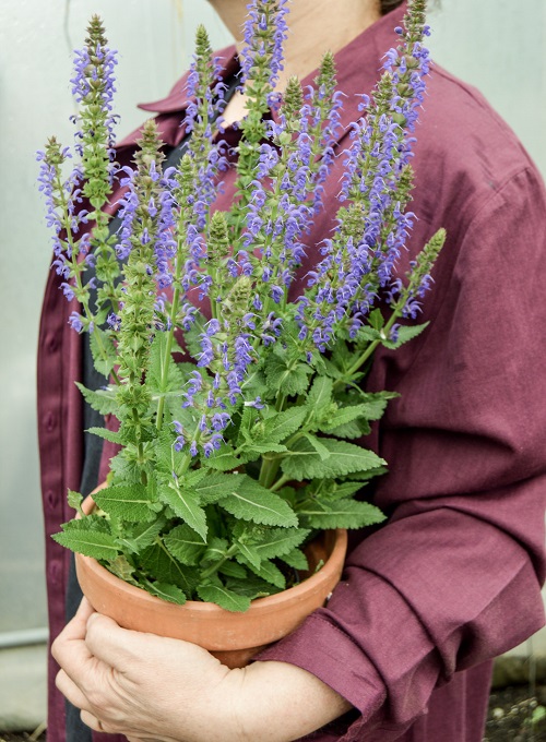 Flowers Without Smell 56