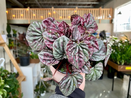 Schumi-Red-Peperomia 10
