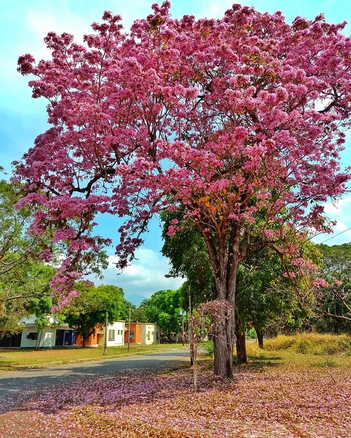 Tabebuia Rosea
