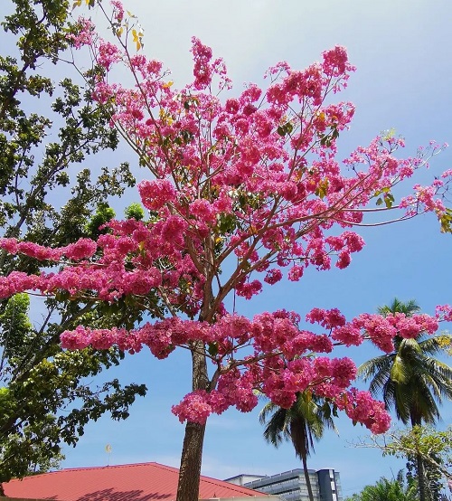 Tabebuia Rosea 4