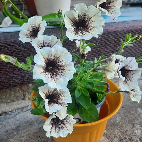 Flowers Without Smell 6