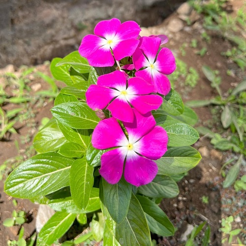 Sadabahar Plant Benefits 2