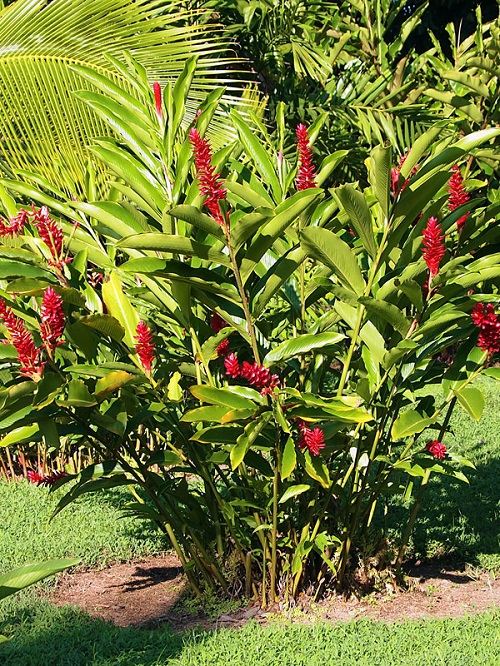 Alpinia Purpurata